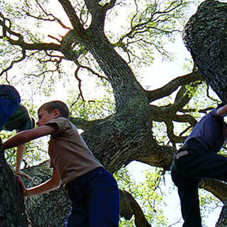 Tree Of Life, The Picture 23